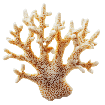 Natural coral formation on a white background png