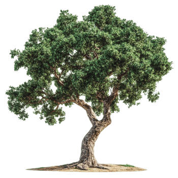 Majestic curved tree with lush green foliage png
