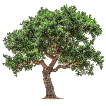 Large green tree with a sturdy trunk png