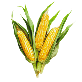 Fresh corn on the cob stacked with husks png