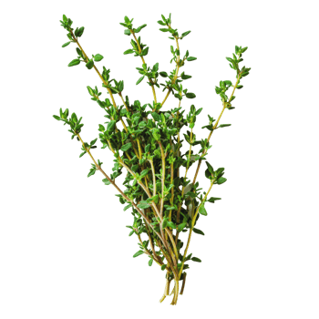 Fresh thyme bundle harvested from the garden png