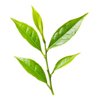 Fresh green tea leaves on a white background png