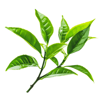 Fresh green tea leaves on white background png