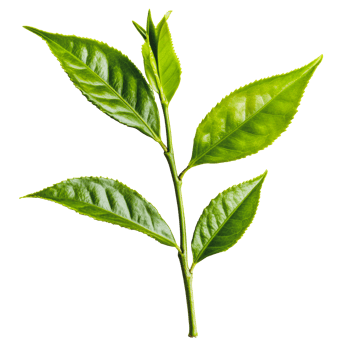 'Tea leaves on branch, white backdrop' png