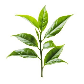 Fresh green tea leaves on a white background png