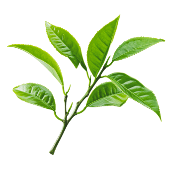 'Green tea leaves on branch, white bg' png