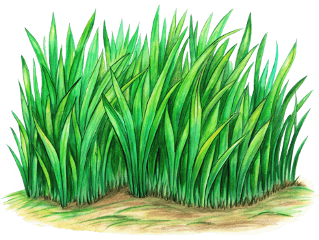 Lush Green Turf Surface Hand Drawn png