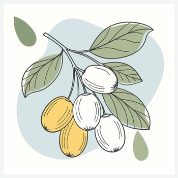 Exquisite Jujube Illustration vector