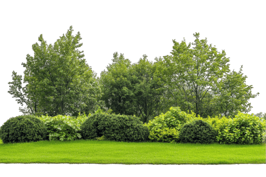 Green Trees and Bushes by a Grassy Meadow png