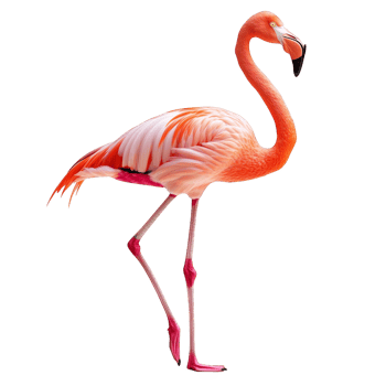 A pink flamingo standing on its legs png
