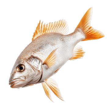 Freshly Caught Red Snapper Fish png