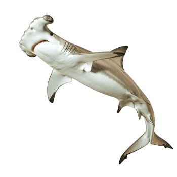 Hammerhead Shark in Mid-Air png