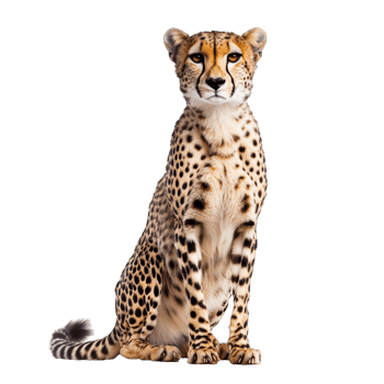 A Close-Up Portrait of a Cheetah png