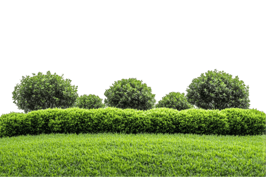 Lush Green Bush and Grass Landscape png