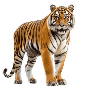 Striking Tiger with Intense Gaze png