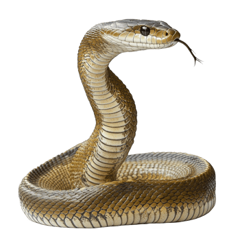 Close-Up of a Yellow Rat Snake in Defensive Posture png