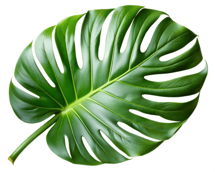vibrant monstera leaf with natural splits, isolated transparent png