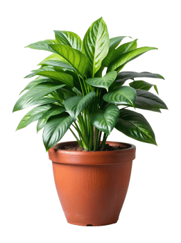Lush green potted plant for indoor decor, isolated transparent png
