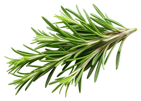 Fresh rosemary herb sprig with aromatic leaves, isolated transparent png