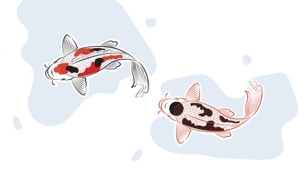 Japanese koi fish drawing illustration isolated in red circle bakground with blank space, drawing line vector