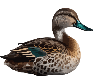 Mallard duck on isolated background icon isolated png