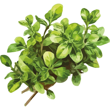 Green leaves on a black background png