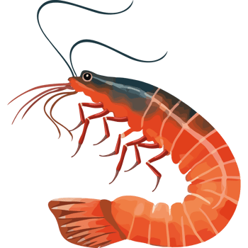 Shrimp icon isolated png