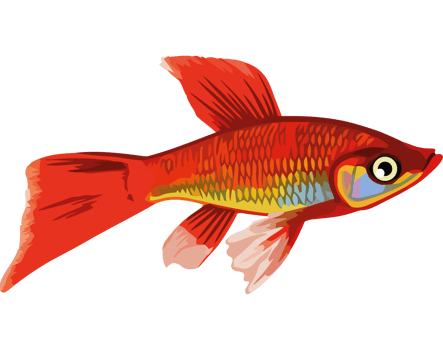 fish swimming icon isolated png