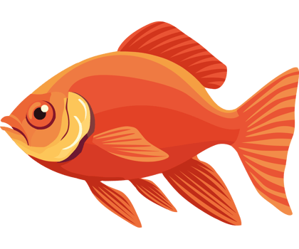 Goldfish clipart transparent png