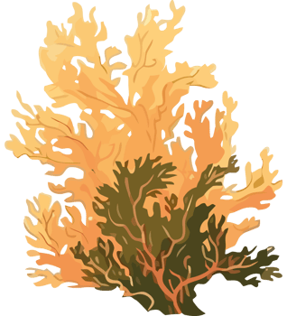 An orange coral on a black background png