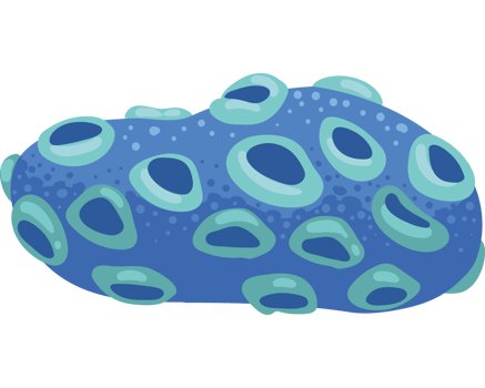 stony coral sea life isolated illustration png