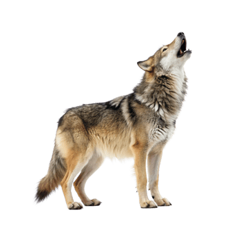 wolf howling on transparent background png