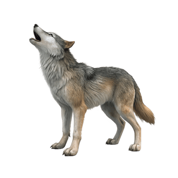 slangily wolf isolated png