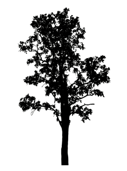 Tree silhouette isolated on transparent background png