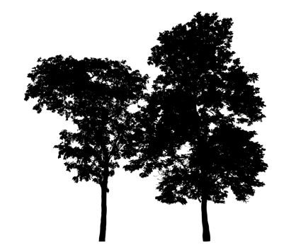 Silhouette Wide Canopy isolated trees silhouette of tree on transparent background png