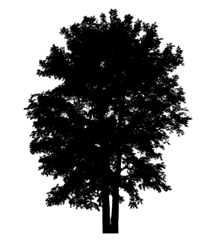 Tree Silhouette Wide Canopy isolated tree silhouette for brush on transparent background png