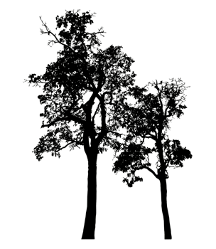 trees silhouette on a transparent background.High resolution png