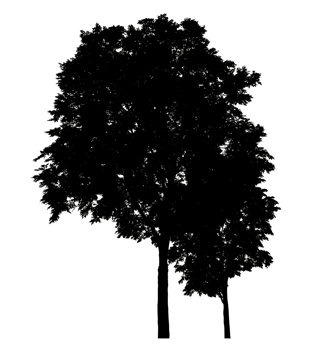 Isolated group tree silhouette on transparent background, high resolution. png
