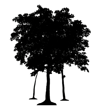 Isolated group tree silhouette on transparent background png