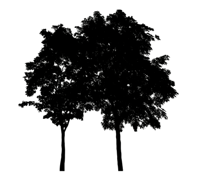 Big trees silhouettetree on a transparent background. png