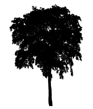 Isolated tree silhouette for brush on transparent background. png