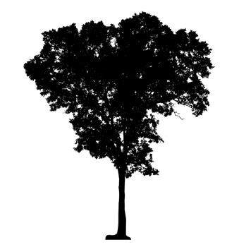 tree silhouette on transparent background and foliage in summer with cut path and alpha channel, high resolution png