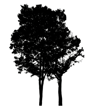 Isolated trees silhouette on transparent background png