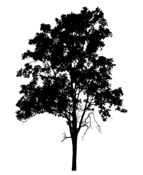 silhouette of tree on transparent background.tree silhouette isolated on transparent background. cutout trees. hand drawn design. png