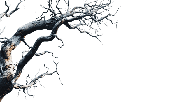 dead tree trunk in transparent background png