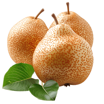 Asian pear . Juicy, organic and ripe asian pear isolated png
