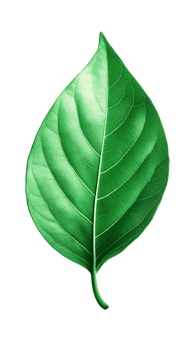 Green tropical leaves as element on transparent background png