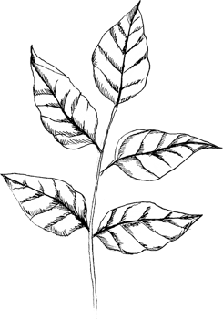 Peony Branch with Five Leaves png