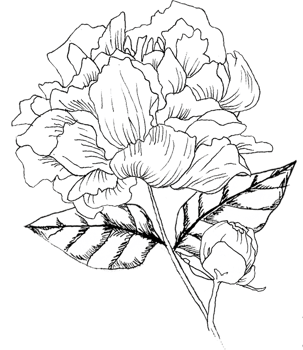 Small Bunch of Peony with Bud and Leaf png