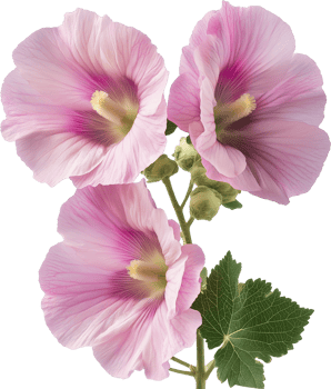 Hollyhock isolated, Alcea rosea floral illustration png